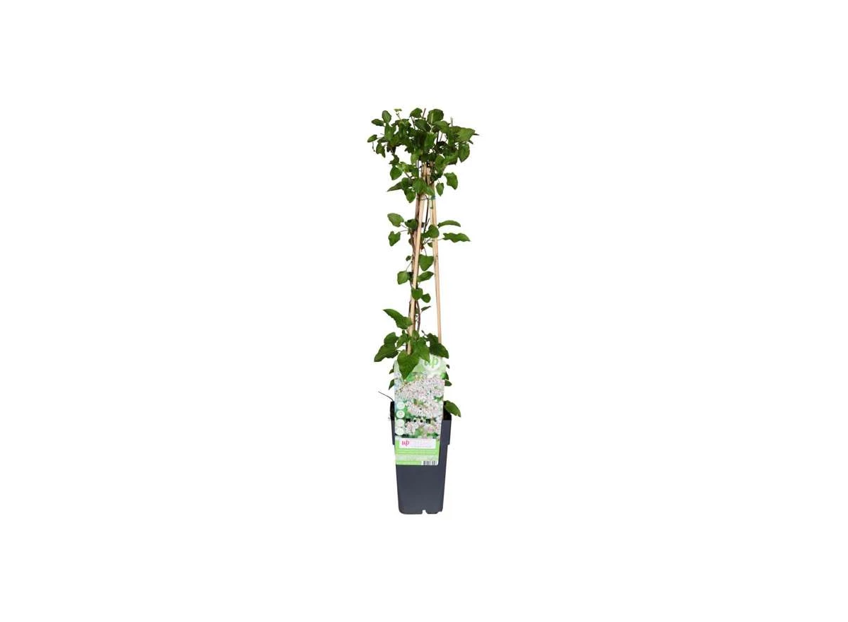 Fallopia-aubertii.jpg