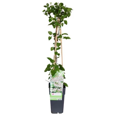 Fallopia-aubertii.jpg