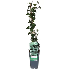 Hedera-Helix.jpg