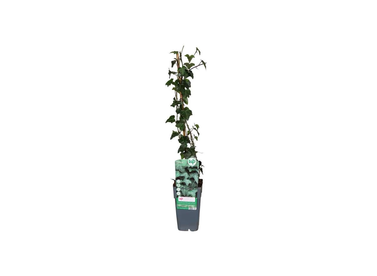 Hedera-Helix.jpg