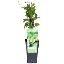 Humulus-Lupulus-Nordbrau.jpg