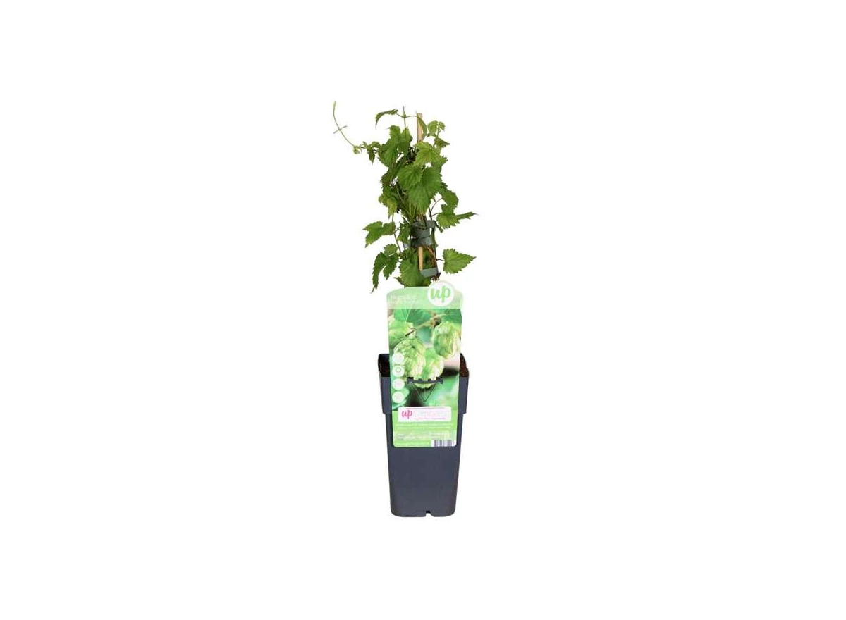 Humulus-Lupulus-Nordbrau.jpg