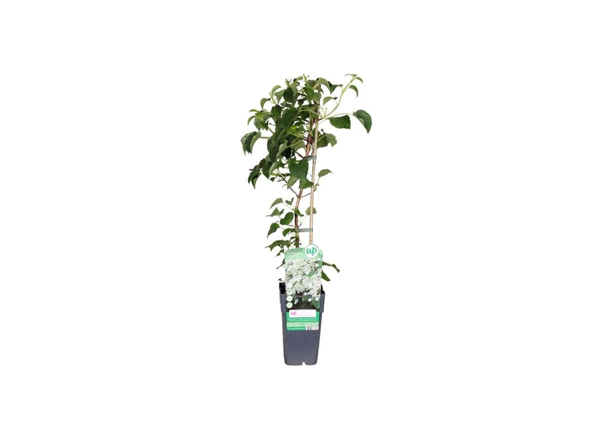 Hydrangea-petiolaris.jpg