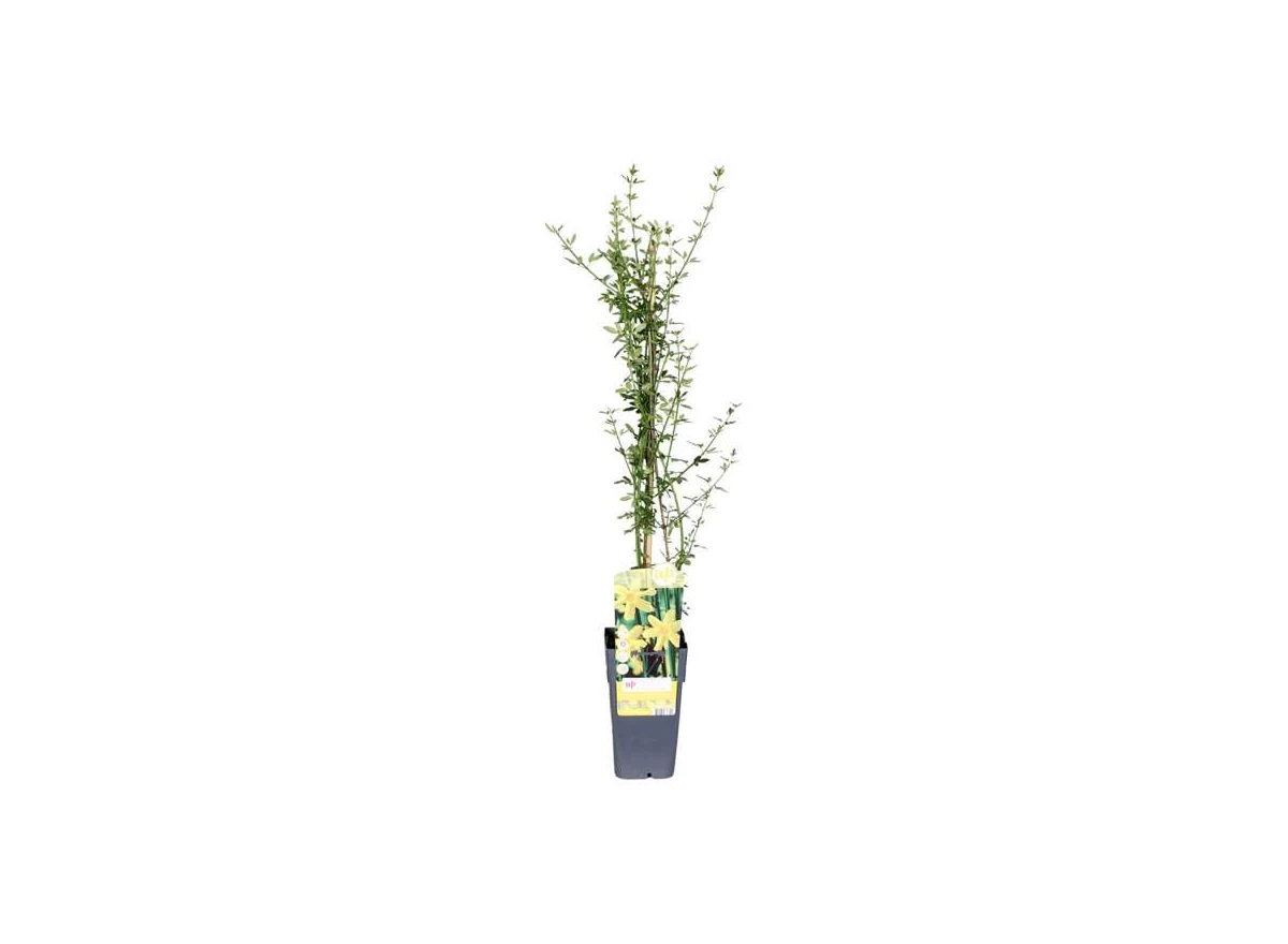 Jasminum-nudiflorum.jpg