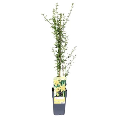 Jasminum-nudiflorum.jpg