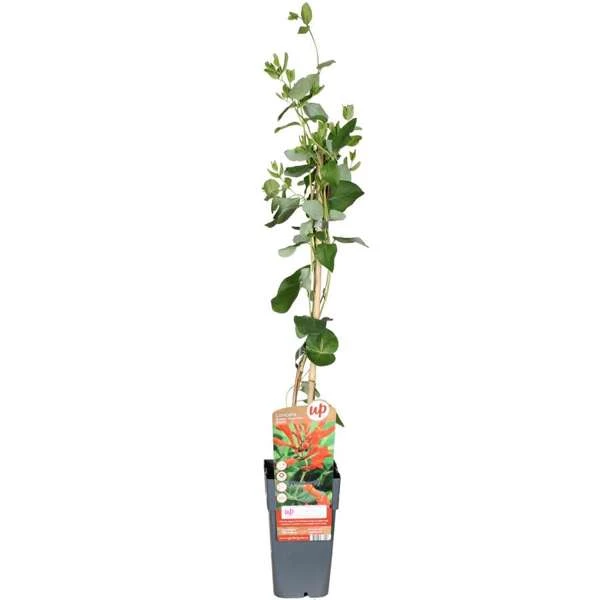 Lonicera-brownii-Dropmore-Scarlet.jpg