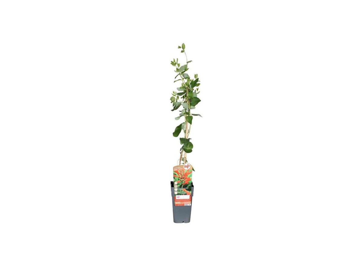 Lonicera-brownii-Dropmore-Scarlet.jpg