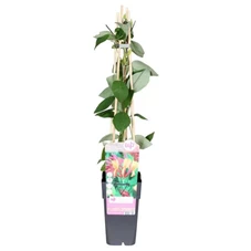 Lonicera-heckrottii-Goldflame.jpg