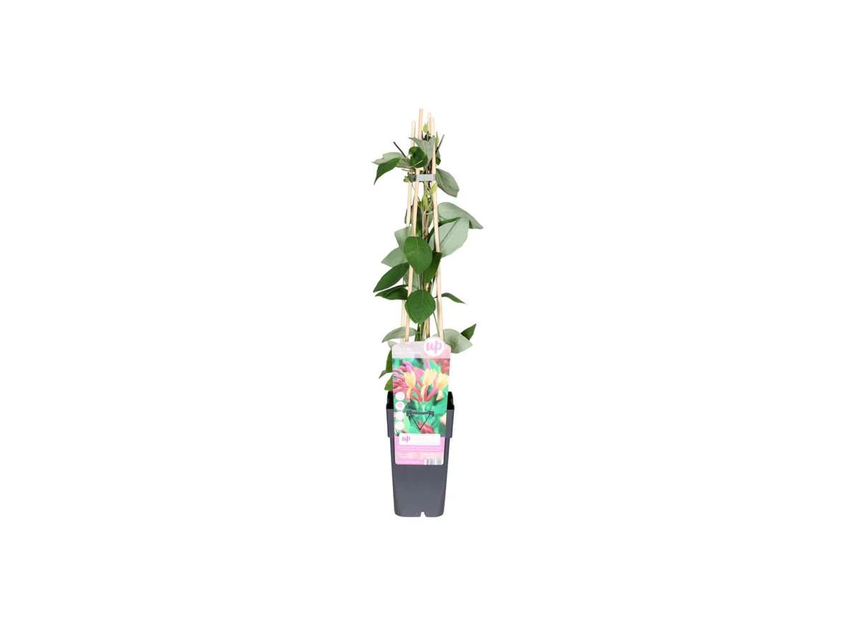 Lonicera-heckrottii-Goldflame.jpg