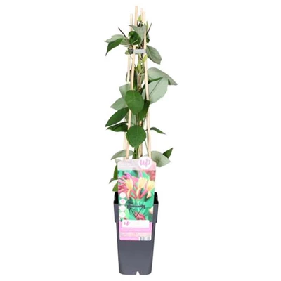 Lonicera-heckrottii-Goldflame.jpg