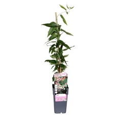 Lonicera-henryi.jpg