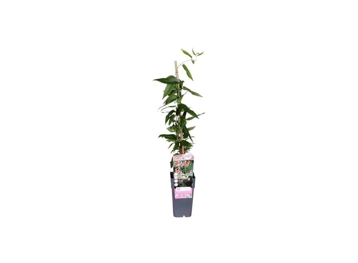 Lonicera-henryi.jpg