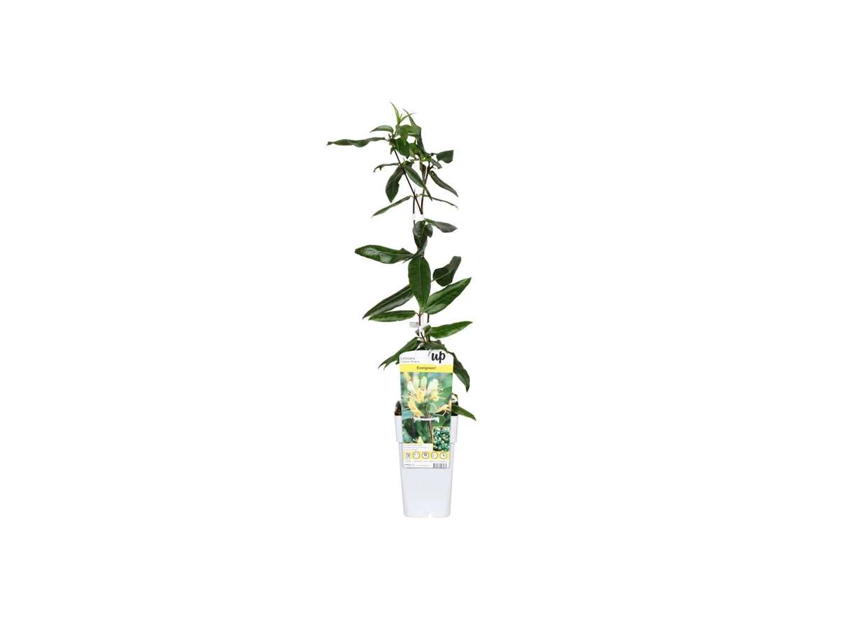 Lonicera-Copper-Beauty.jpg