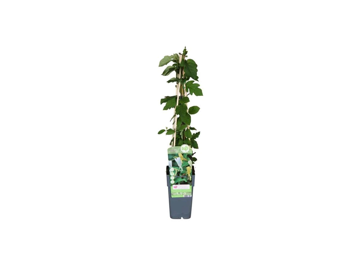 Lonicera-Halliana.jpg