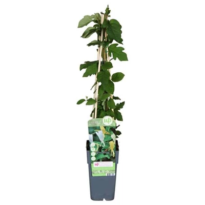 Lonicera-Halliana.jpg