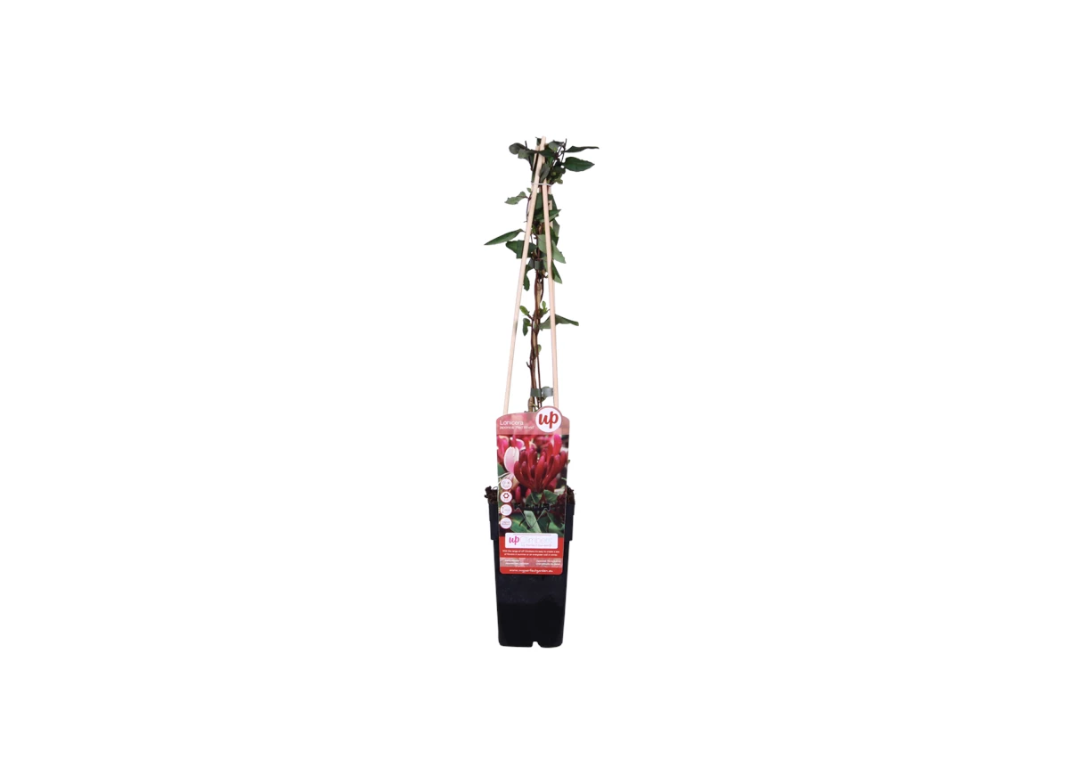 Lonicera japonica Red World .png