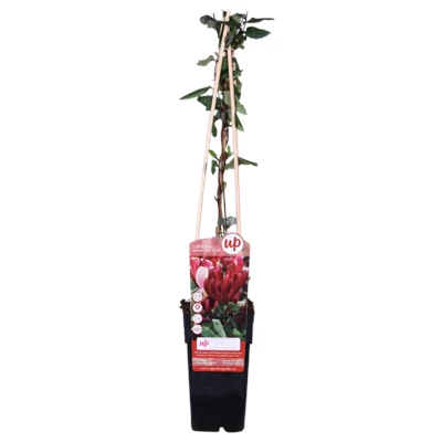 Lonicera japonica Red World .png