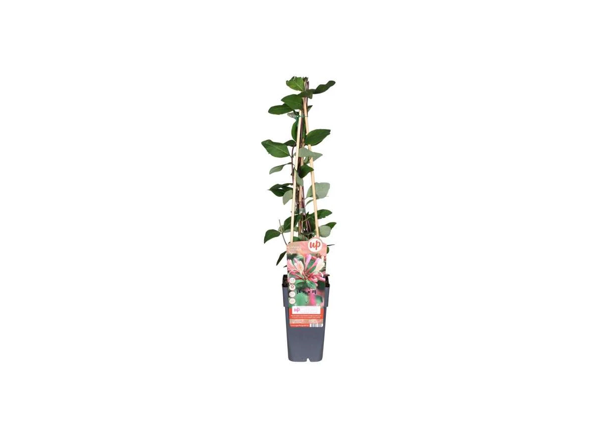 Lonicera-periclymenum-Belgica.jpg