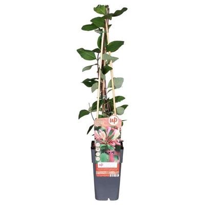 Lonicera-periclymenum-Belgica.jpg