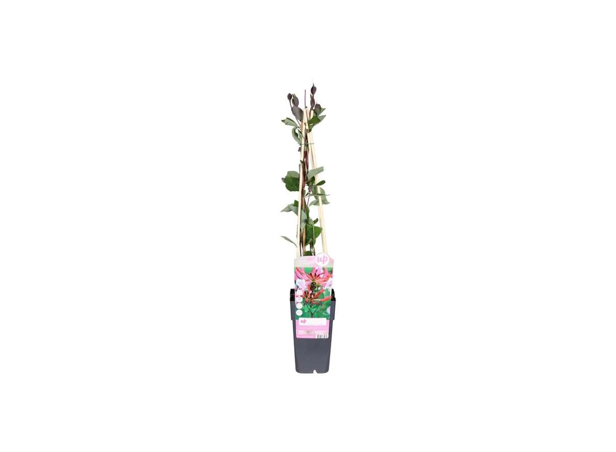 Lonicera-periclymenum-Serotina.jpg