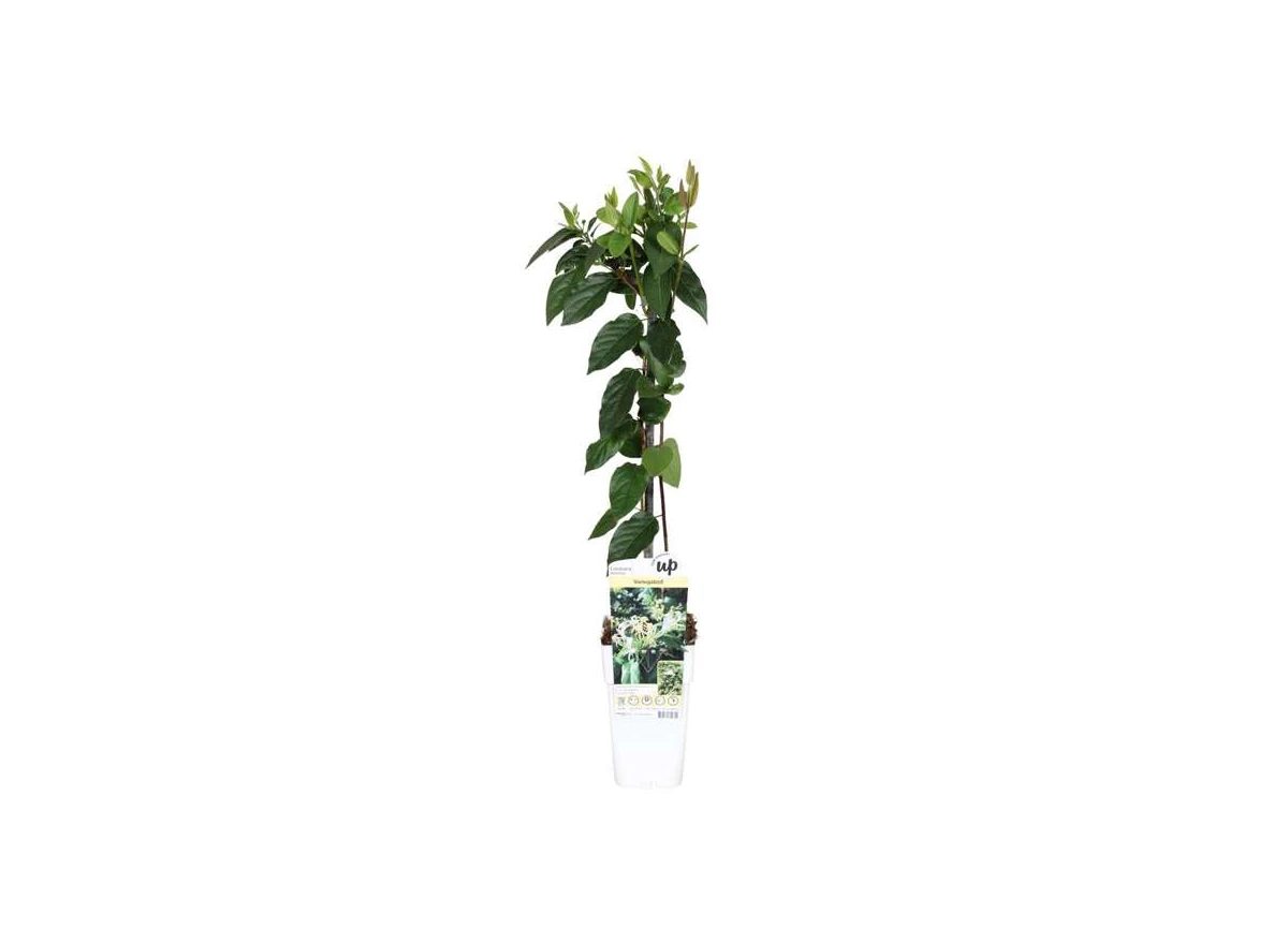Lonicera-Delavayi.jpg