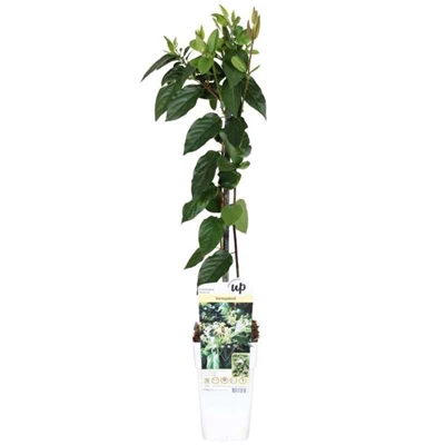Lonicera-Delavayi.jpg