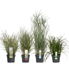 Miscanthus mix laag los.jpg