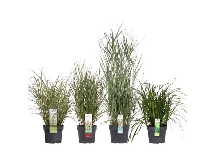 Miscanthus mix laag los.jpg