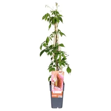 Parthenocissus-q-var-Engelmannii.jpg