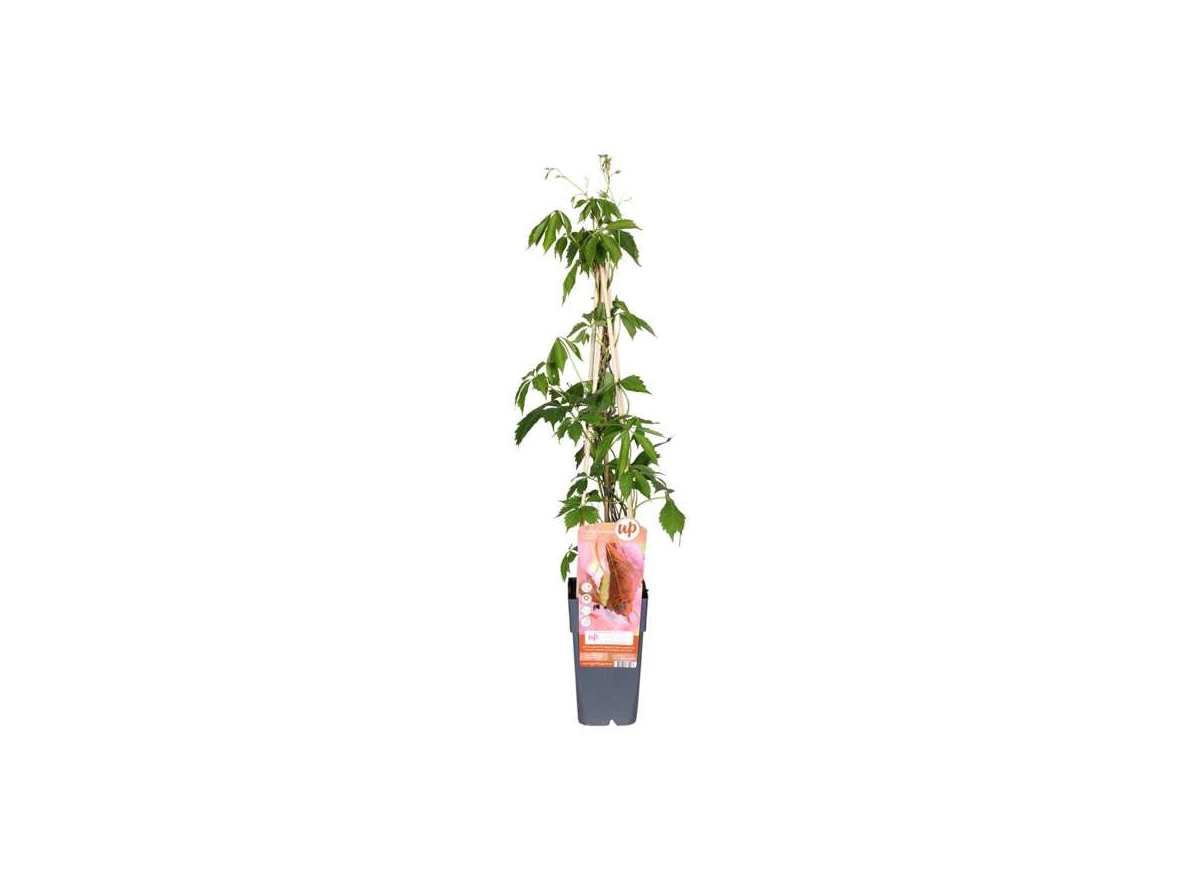Parthenocissus-q-var-Engelmannii.jpg