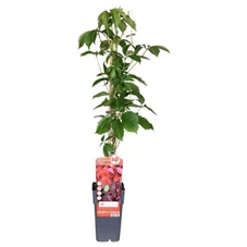 Parthenocissus-quinquefolia.jpg