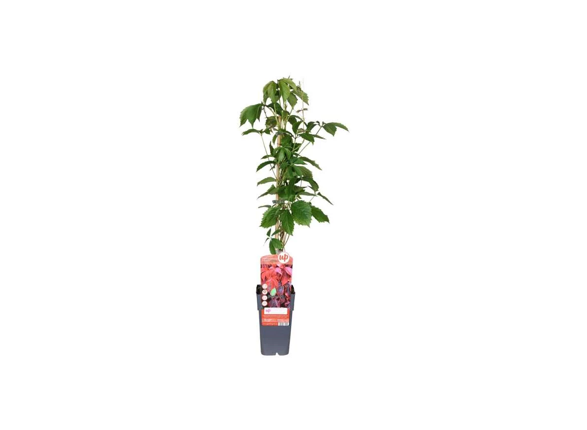 Parthenocissus-quinquefolia.jpg