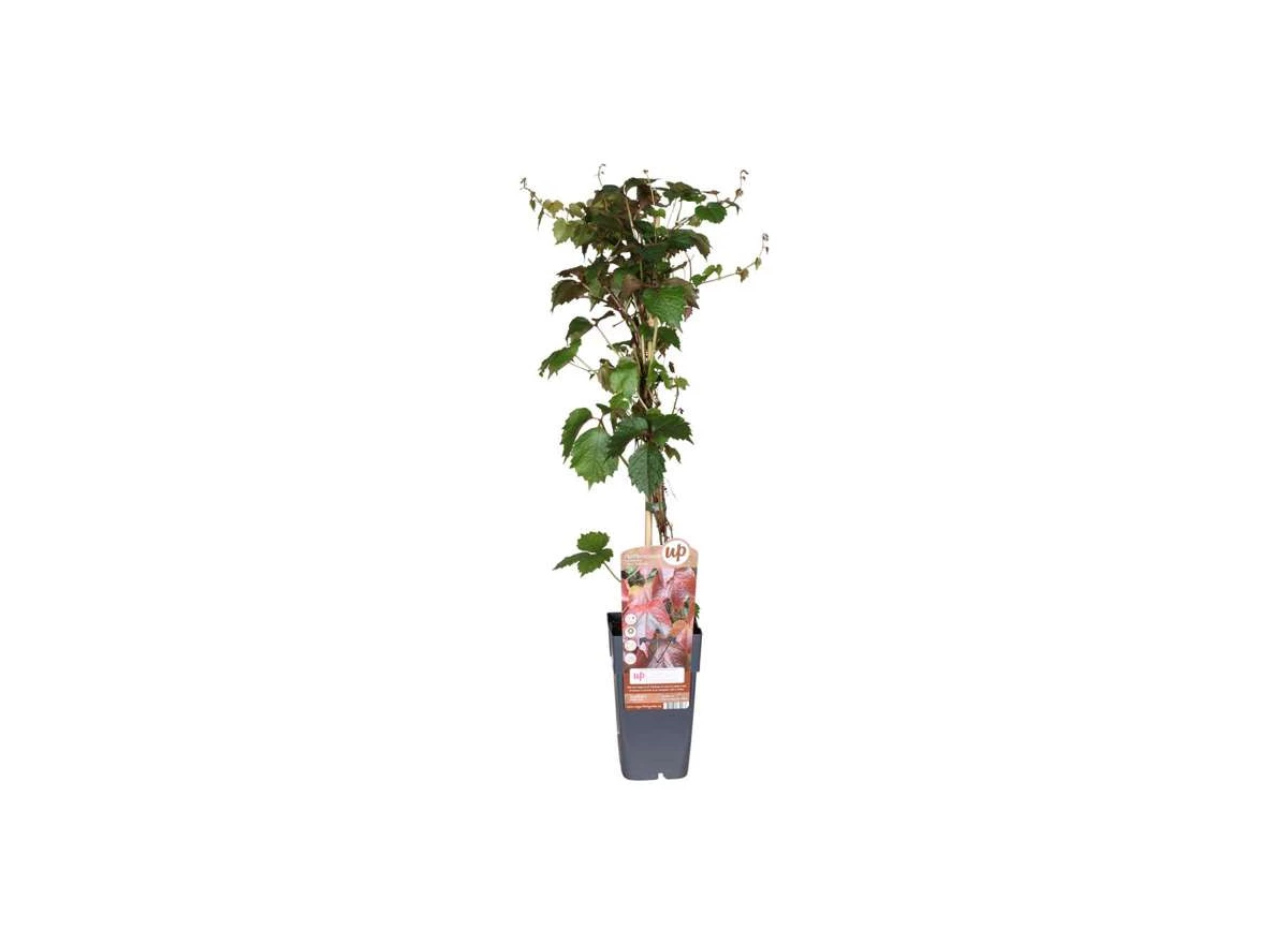 Parthenocissus-tricuspidata-Veitch.jpg