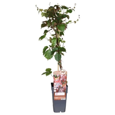 Parthenocissus-tricuspidata-Veitch.jpg