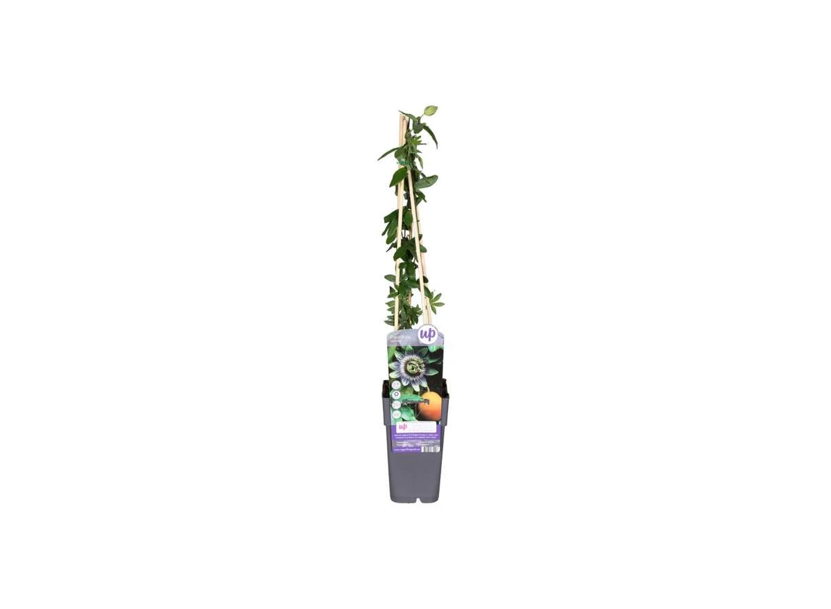 Passiflora-caerulea.jpg