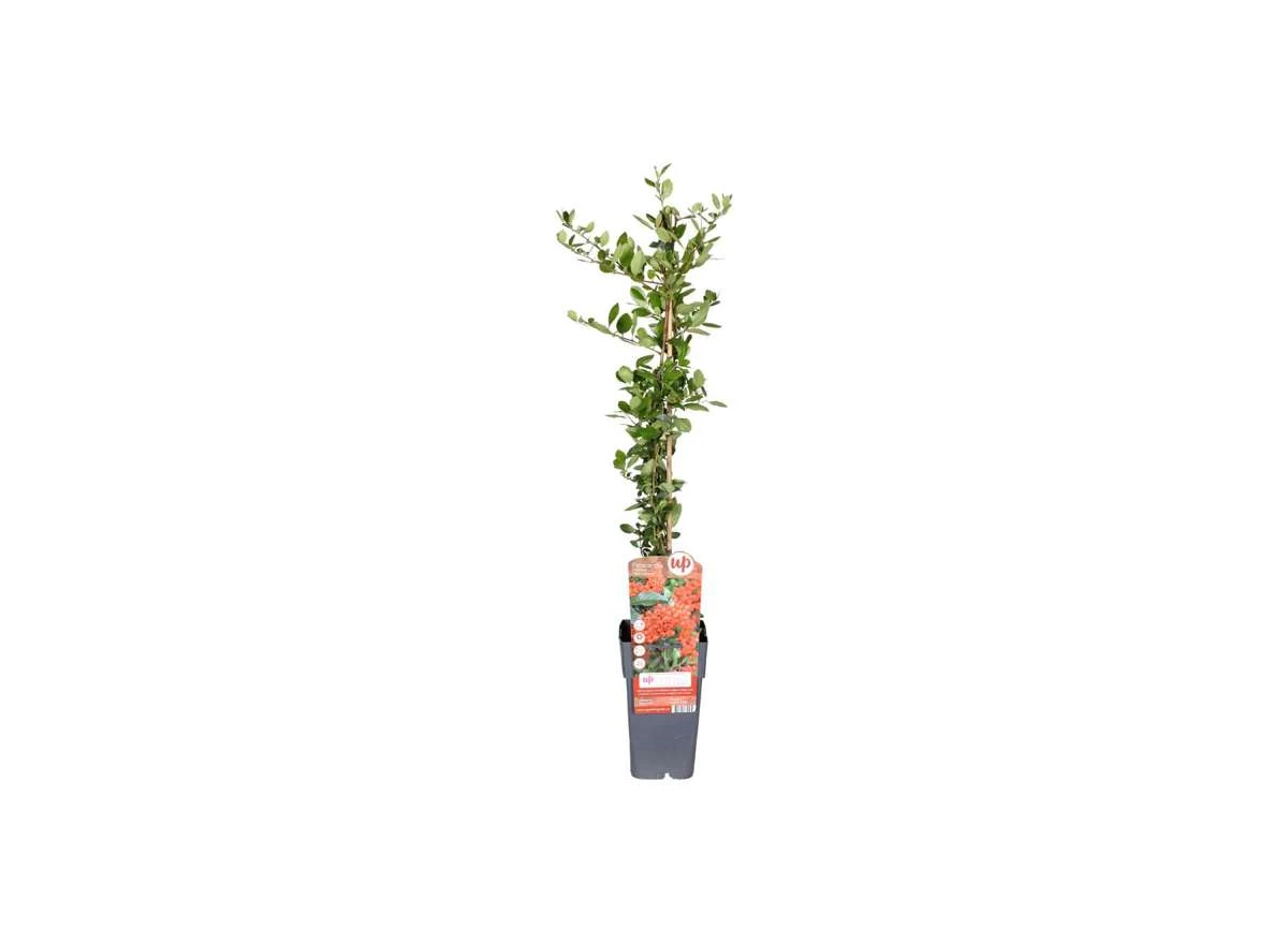 Pyracantha-coccinea-Red-Column.jpg