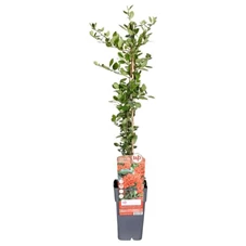 Pyracantha-coccinea-Red-Column.jpg