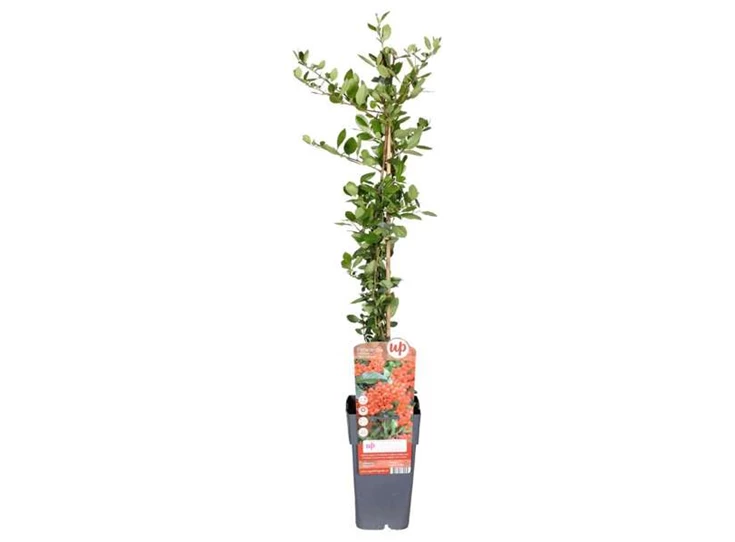 Pyracantha-coccinea-Red-Column.jpg
