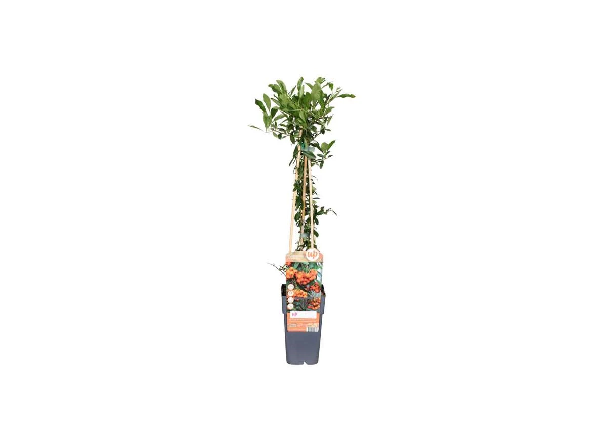 Pyracantha-Orange-Glow.jpg