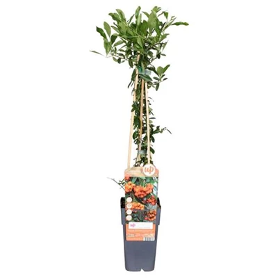 Pyracantha-Orange-Glow.jpg