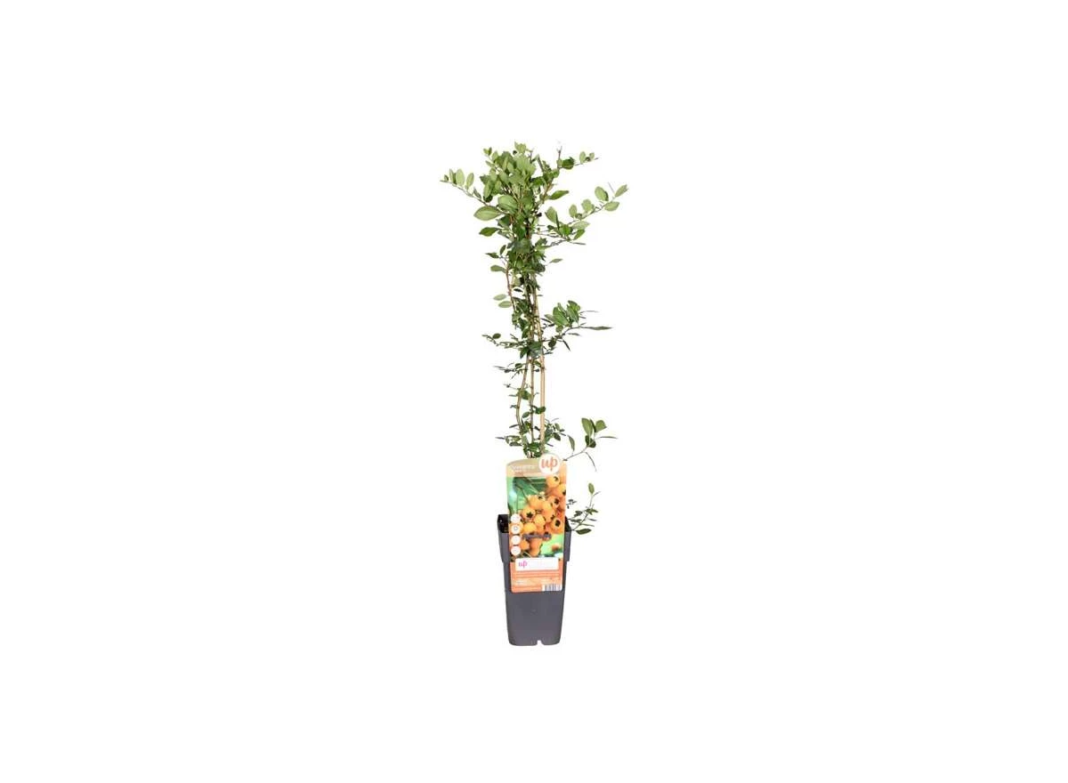 Pyracantha-Soleil-dOr.jpg