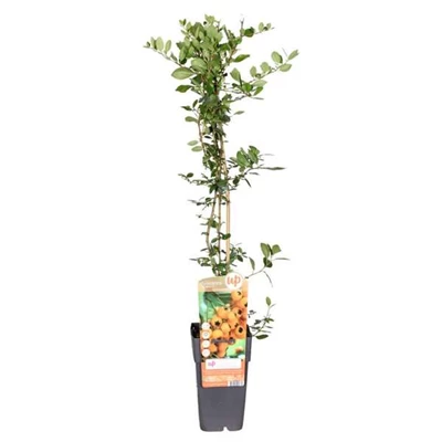 Pyracantha-Soleil-dOr.jpg