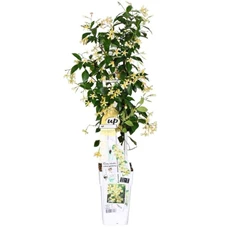 Trachelospermum-Star-of-Toscana.jpg