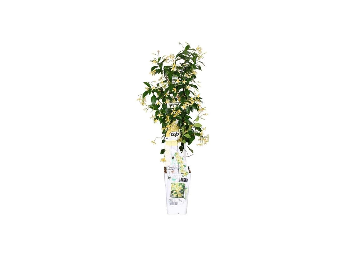 Trachelospermum-Star-of-Toscana.jpg