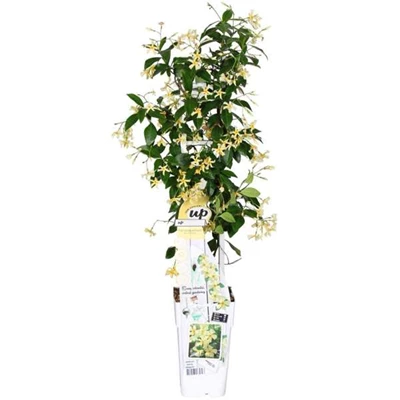 Trachelospermum-Star-of-Toscana.jpg