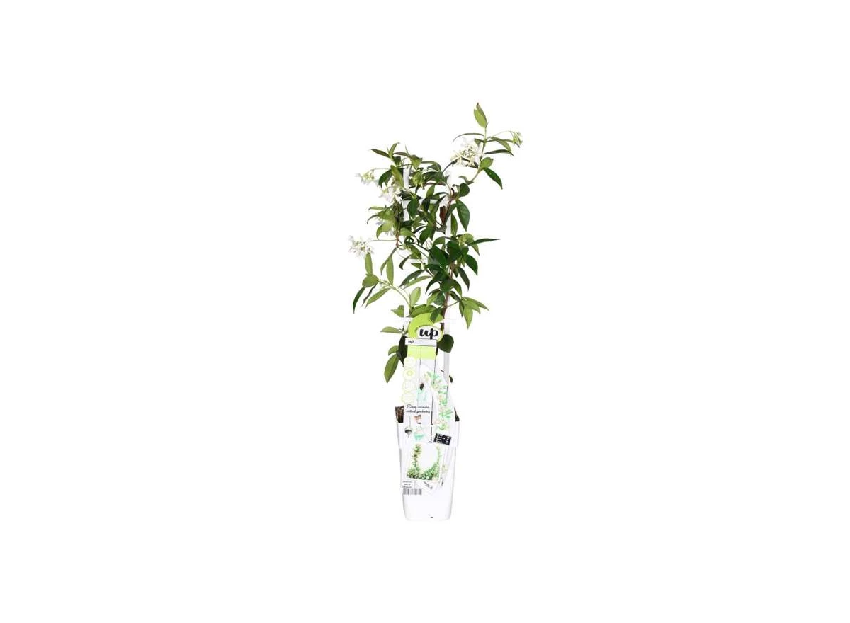 Trachelospermum-Star-of-Venice.jpg