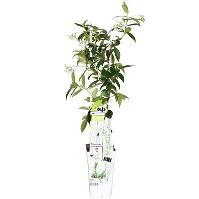 Trachelospermum-Star-of-Venice.jpg