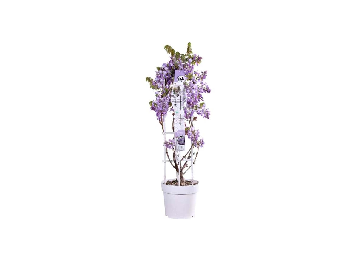 Wisteria Blue Waterfall.jpg