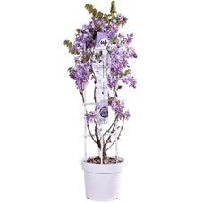 Wisteria Blue Waterfall.jpg