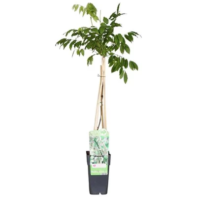 Wisteria-floribunda-Alba.jpg